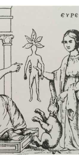 hooops - garden of fantastic plants and substances