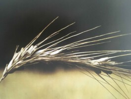 hooops - garden of fantastic plants and substances