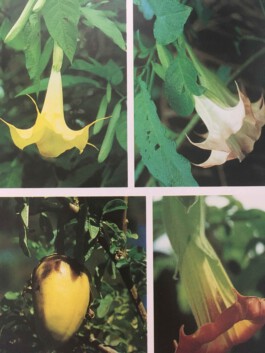 hooops - garden of fantastic plants and substances