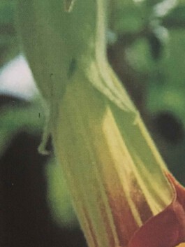 hooops - garden of fantastic plants and substances