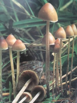 hooops - garden of fantastic plants and substances