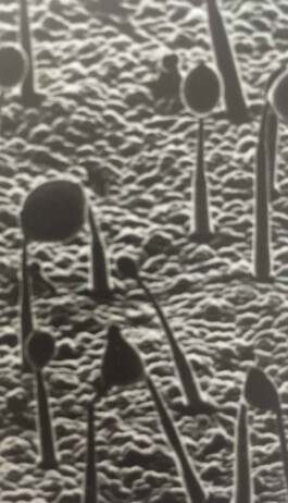 hooops - garden of fantastic plants and substances