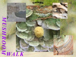 hooops - garden of fantastic plants and substances